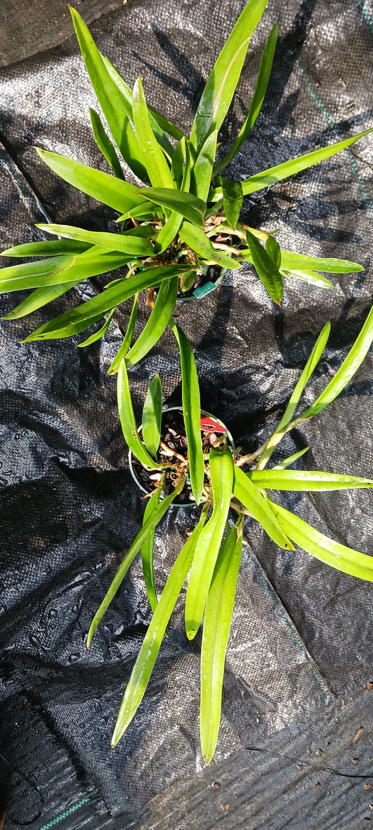 Cattleya B nodosa x C (Cherry Suisse x aclandiae) in 4 inch pot