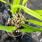 Cattleya B nodosa x C (Cherry Suisse x aclandiae) in 4 inch pot