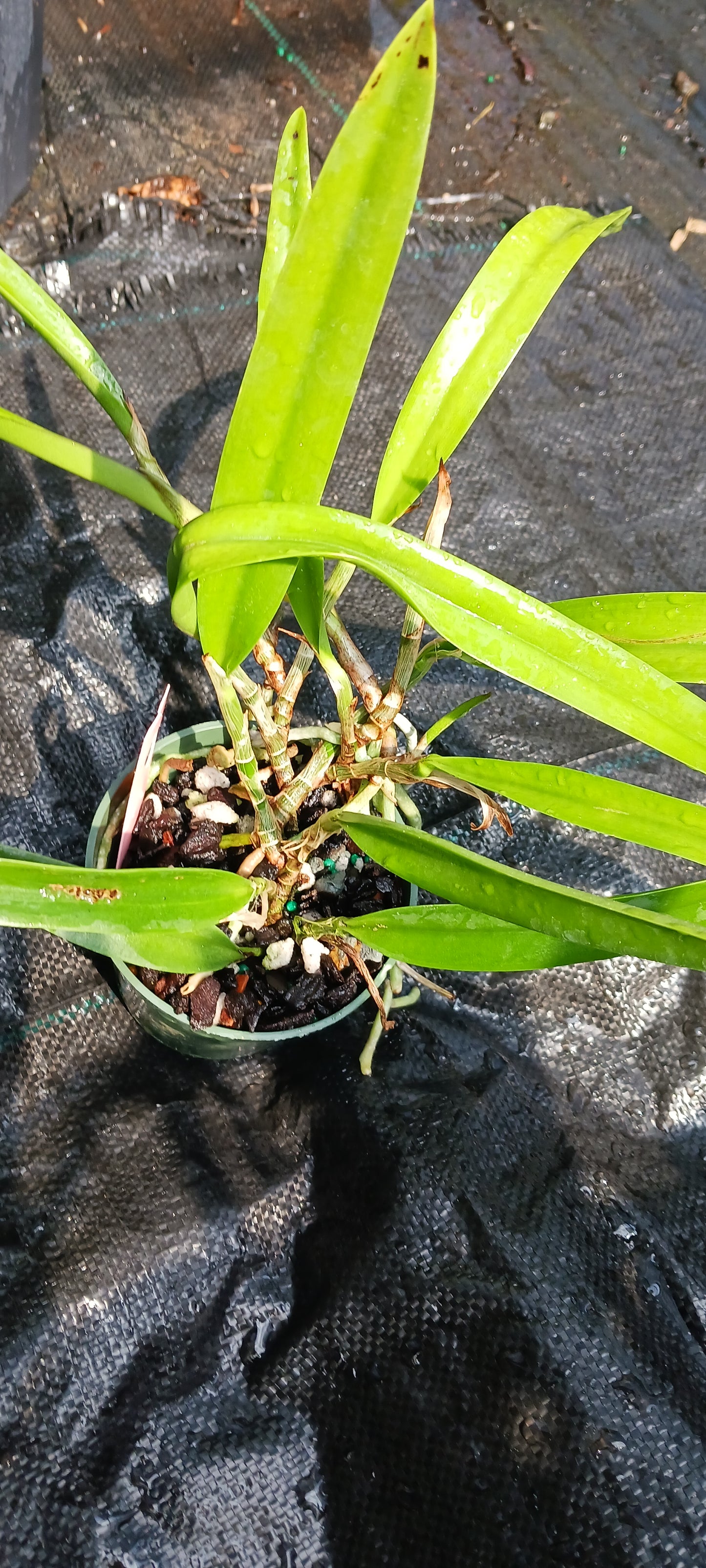 Cattleya B nodosa x C (Cherry Suisse x aclandiae) in 4 inch pot