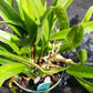 Cattleya B nodosa x C (Cherry Suisse x aclandiae) in 4 inch pot