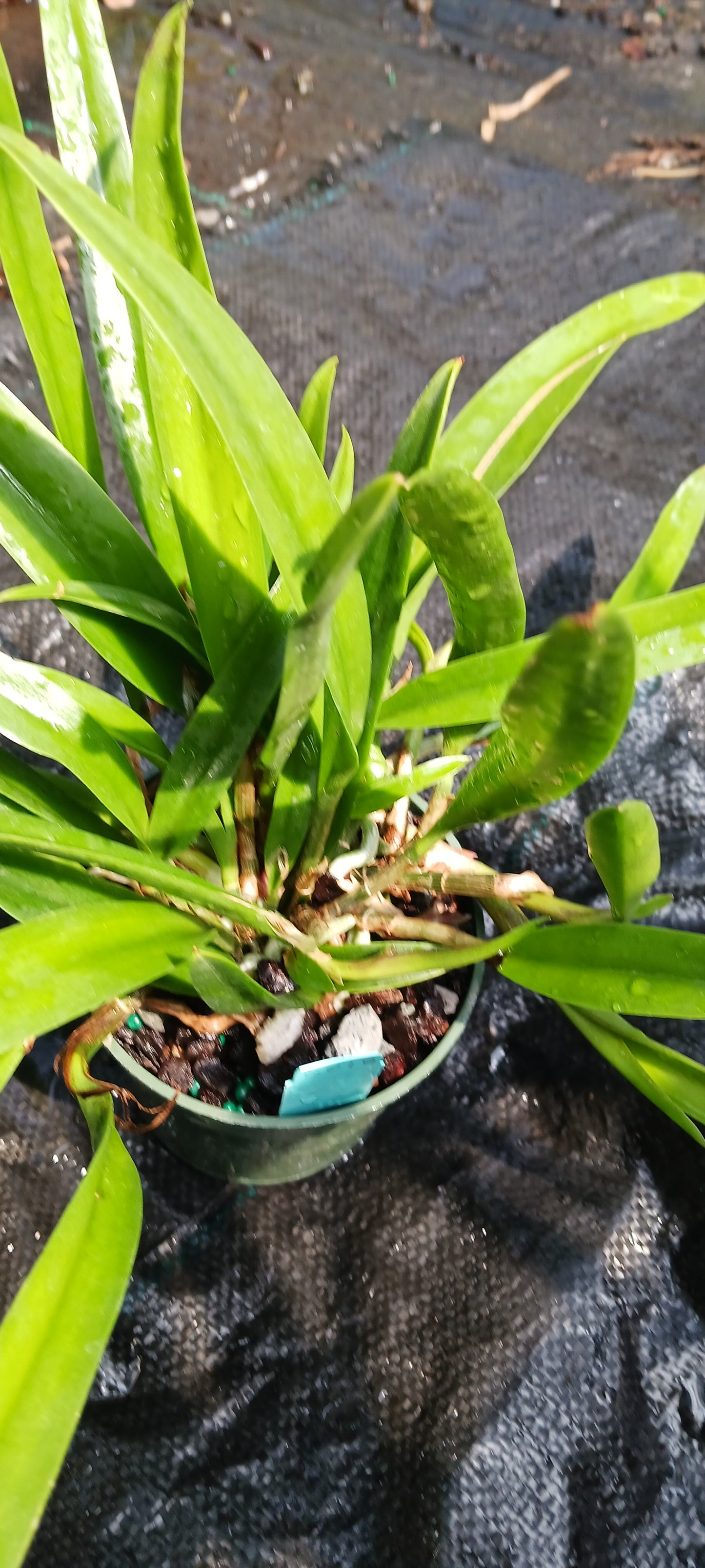 Cattleya B nodosa x C (Cherry Suisse x aclandiae) in 4 inch pot