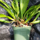 Cattleya B nodosa x C (Cherry Suisse x aclandiae) in 4 inch pot