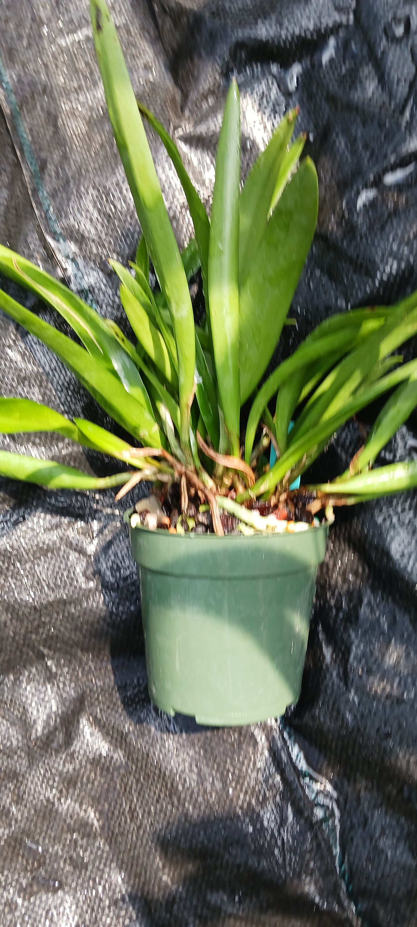 Cattleya B nodosa x C (Cherry Suisse x aclandiae) in 4 inch pot
