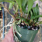 Cattleya B nodosa x C (Cherry Suisse x aclandiae) in 4 inch pot