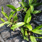 Cattleya BC triginodosa x Something Special in 4 inch pot
