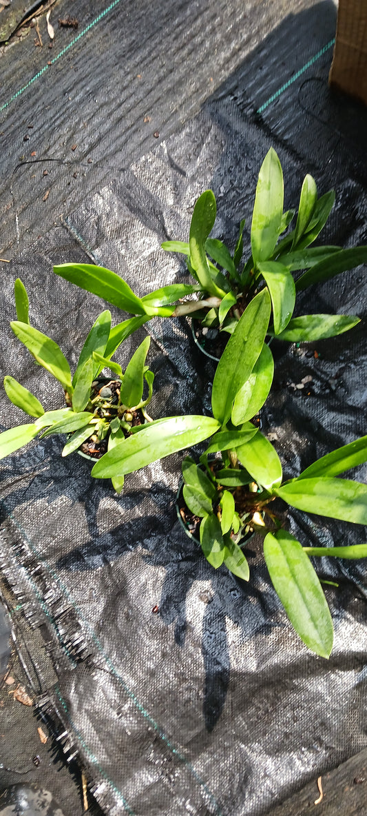 Cattleya BC triginodosa x Something Special in 4 inch pot