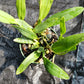 Cattleya BC triginodosa x Something Special in 4 inch pot