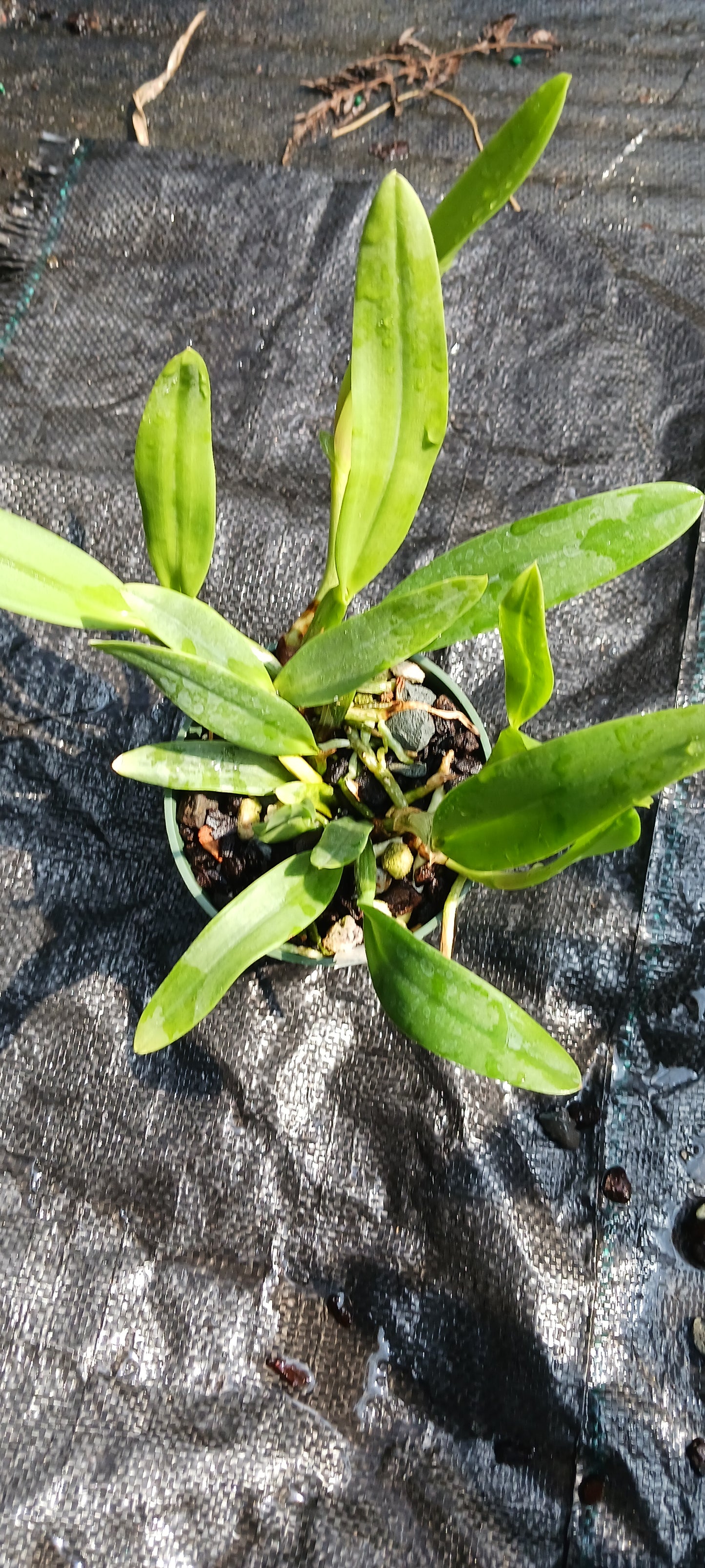 Cattleya BC triginodosa x Something Special in 4 inch pot