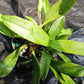 Cattleya BC triginodosa x Something Special in 4 inch pot