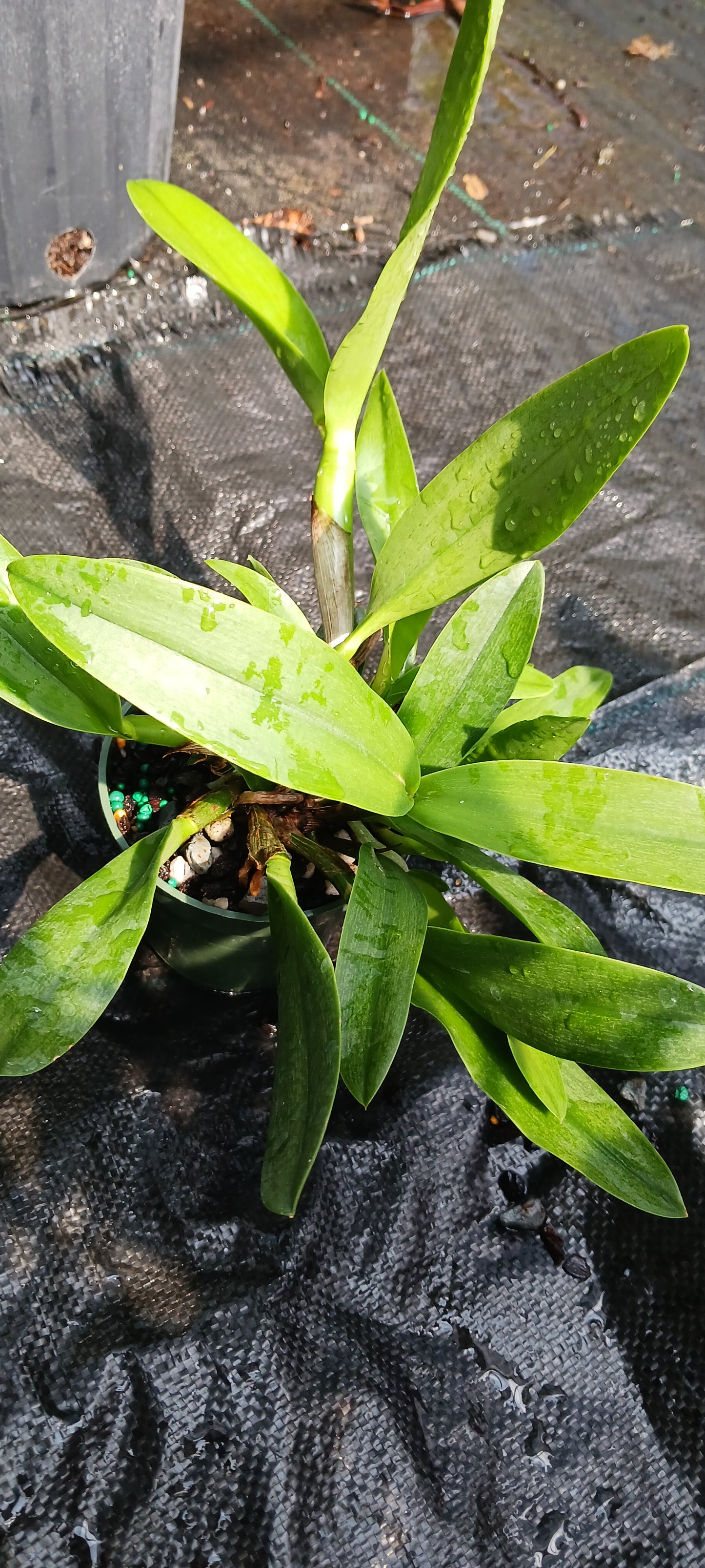 Cattleya BC triginodosa x Something Special in 4 inch pot