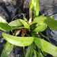 Cattleya BC triginodosa x Something Special in 4 inch pot