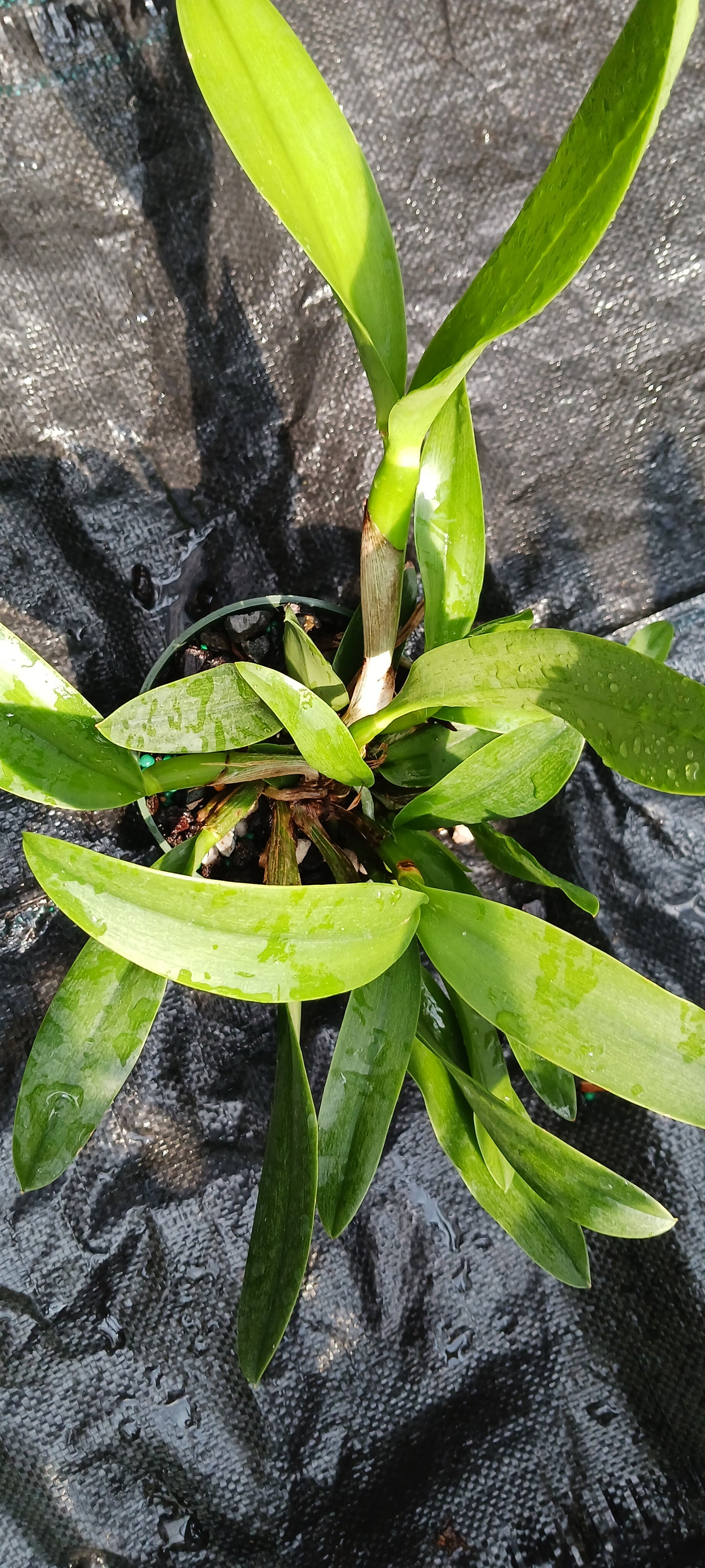 Cattleya BC triginodosa x Something Special in 4 inch pot