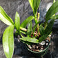 Cattleya BC triginodosa x Something Special in 4 inch pot