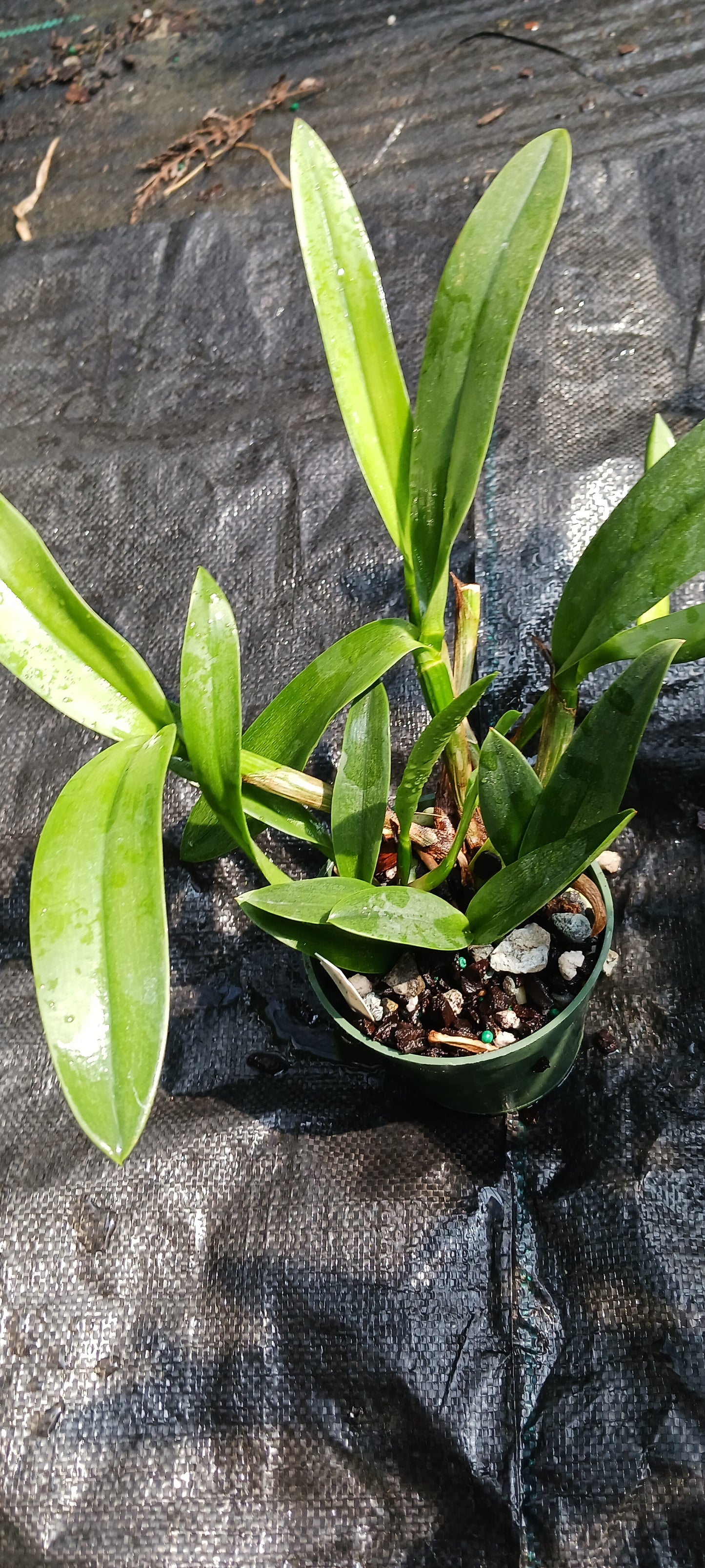 Cattleya BC triginodosa x Something Special in 4 inch pot