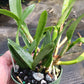 Cattleya Chz. Hsinying Naranja in 4 inch pot