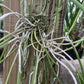 Cattleya Brassavola B flagellaris Mounted and in 4" pots