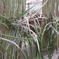 Cattleya Brassavola B flagellaris Mounted and in 4" pots
