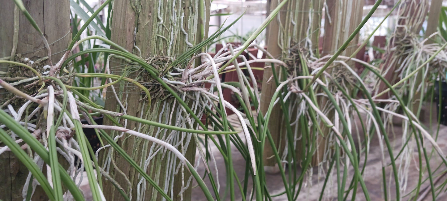 Cattleya Brassavola B flagellaris Mounted and in 4" pots