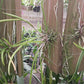 Cattleya Brassavola cuculata mounted Tropical Plant