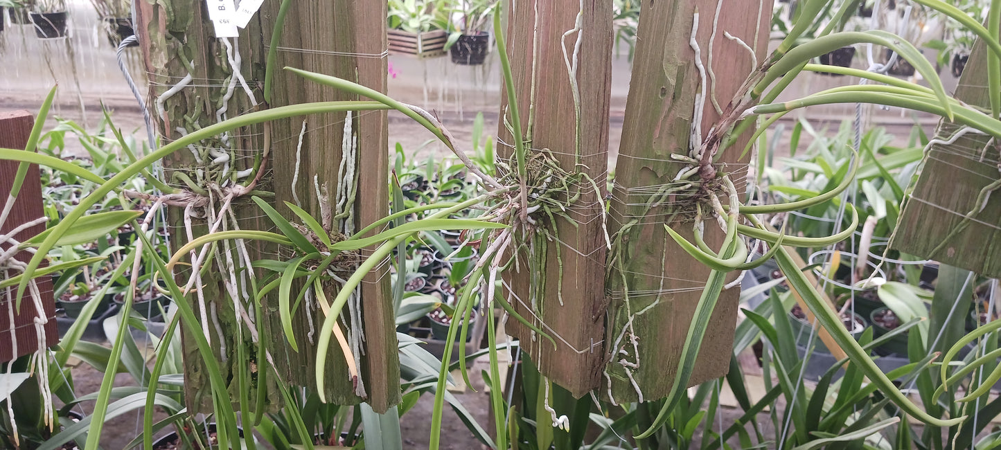 Cattleya Brassavola cuculata mounted Tropical Plant