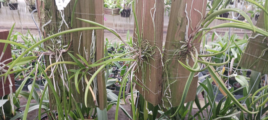 Cattleya Brassavola cuculata mounted Tropical Plant