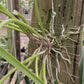 Cattleya Brassavola cuculata mounted Tropical Plant
