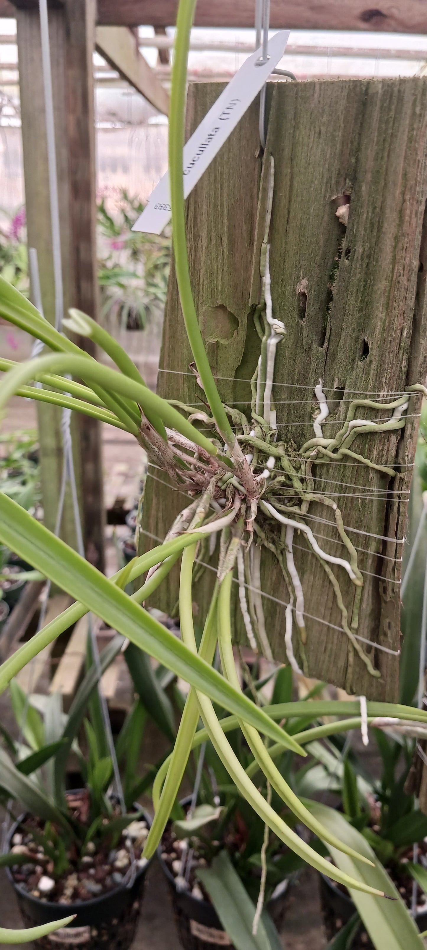Cattleya Brassavola cuculata mounted Tropical Plant