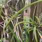 Cattleya Brassavola cuculata mounted Tropical Plant