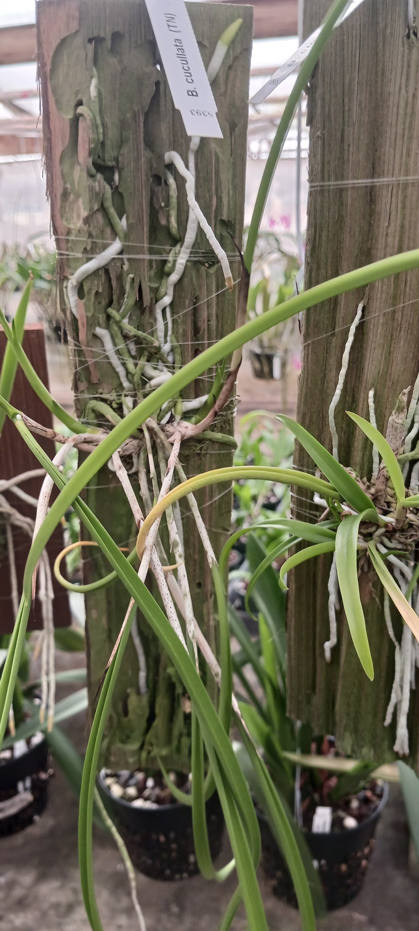 Cattleya Brassavola cuculata mounted Tropical Plant