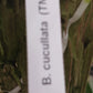 Cattleya Brassavola cuculata mounted Tropical Plant