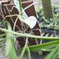 Cattleya Brassavola venosa mounted Tropical Plant