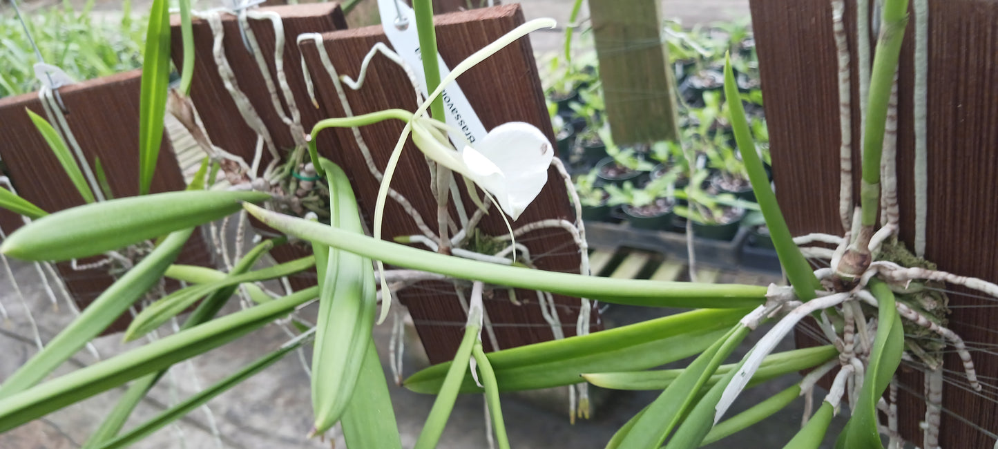 Cattleya Brassavola venosa mounted Tropical Plant