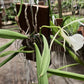 Cattleya Brassavola venosa mounted Tropical Plant