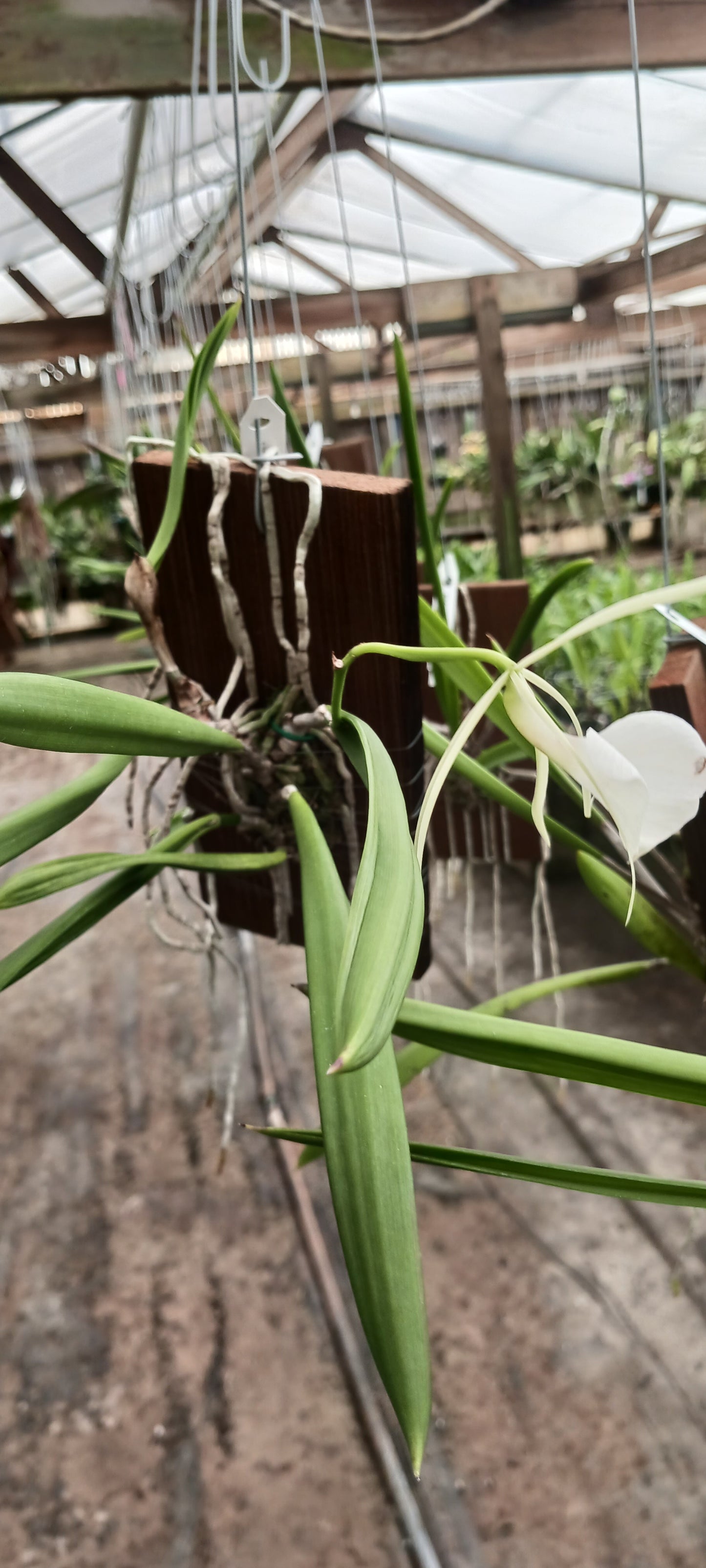 Cattleya Brassavola venosa mounted Tropical Plant