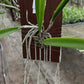 Cattleya Brassavola venosa mounted Tropical Plant