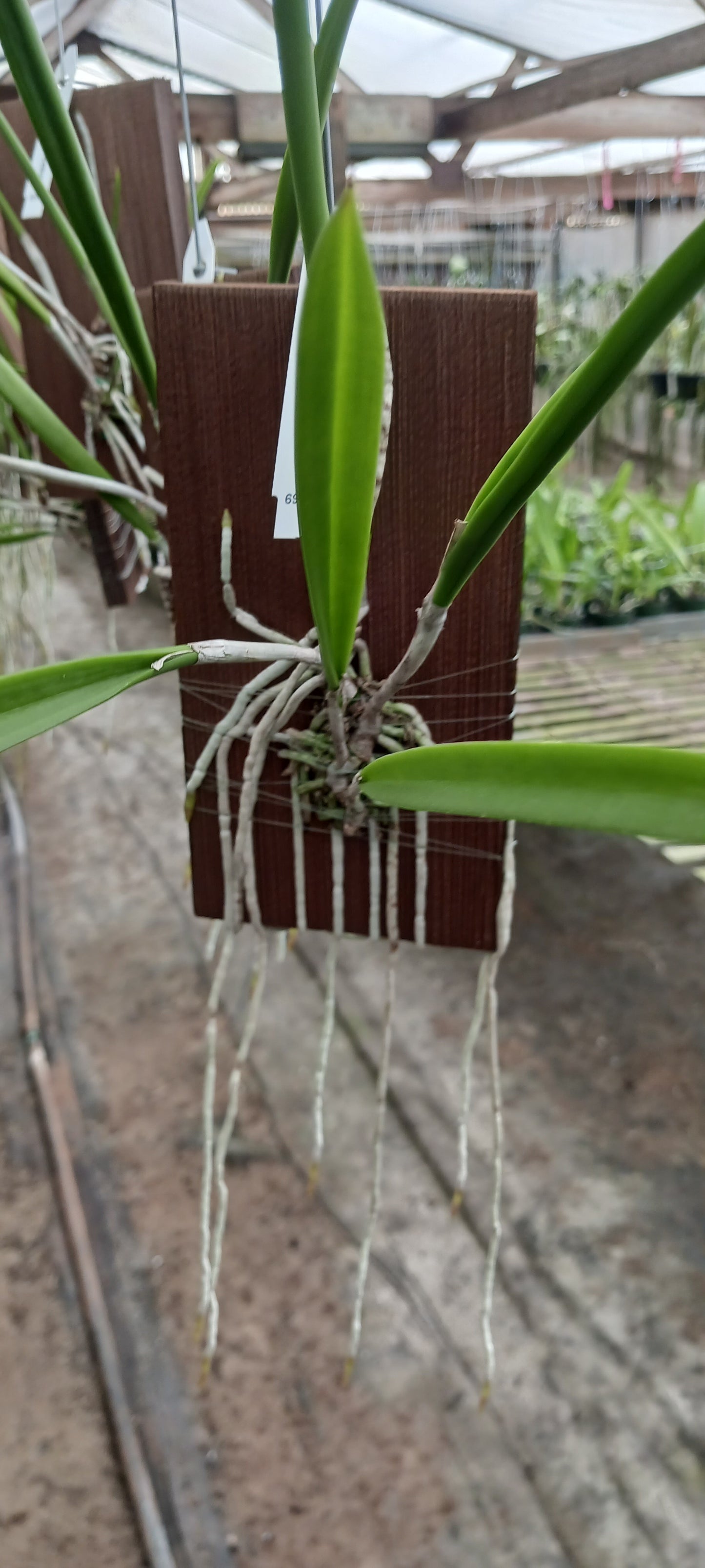 Cattleya Brassavola venosa mounted Tropical Plant