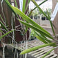 Cattleya Brassavola venosa mounted Tropical Plant