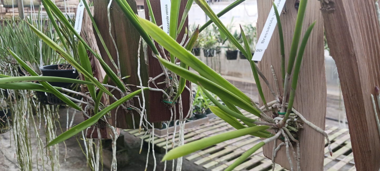 Cattleya Brassavola venosa mounted Tropical Plant