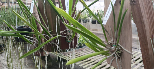 Cattleya Brassavola venosa mounted Tropical Plant