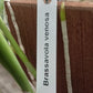Cattleya Brassavola venosa mounted Tropical Plant