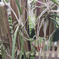 Cattleya Brassavola Yaki x Rl digbyana mounted Tropical Plant