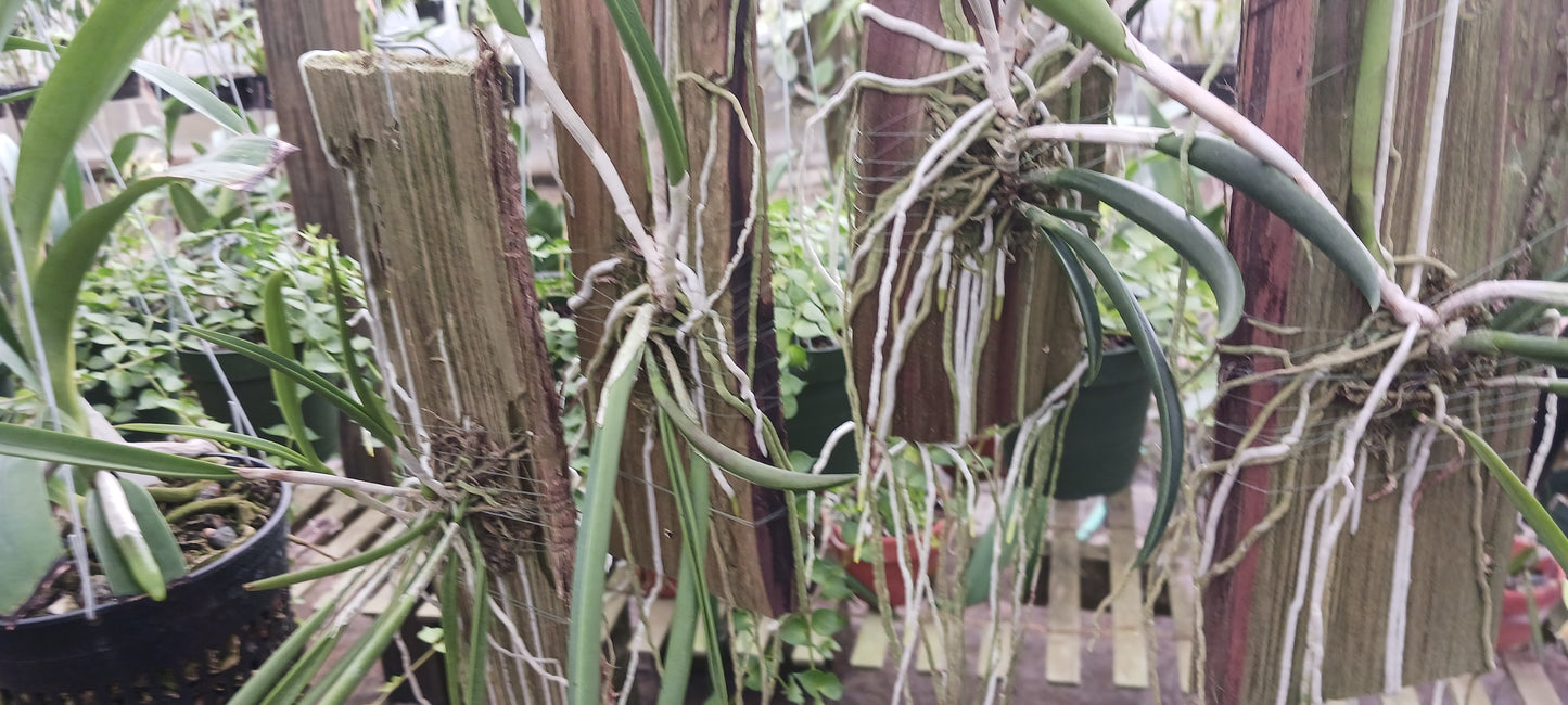 Cattleya Brassavola Yaki x Rl digbyana mounted Tropical Plant