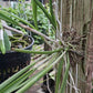Cattleya Brassavola Yaki x Rl digbyana mounted Tropical Plant
