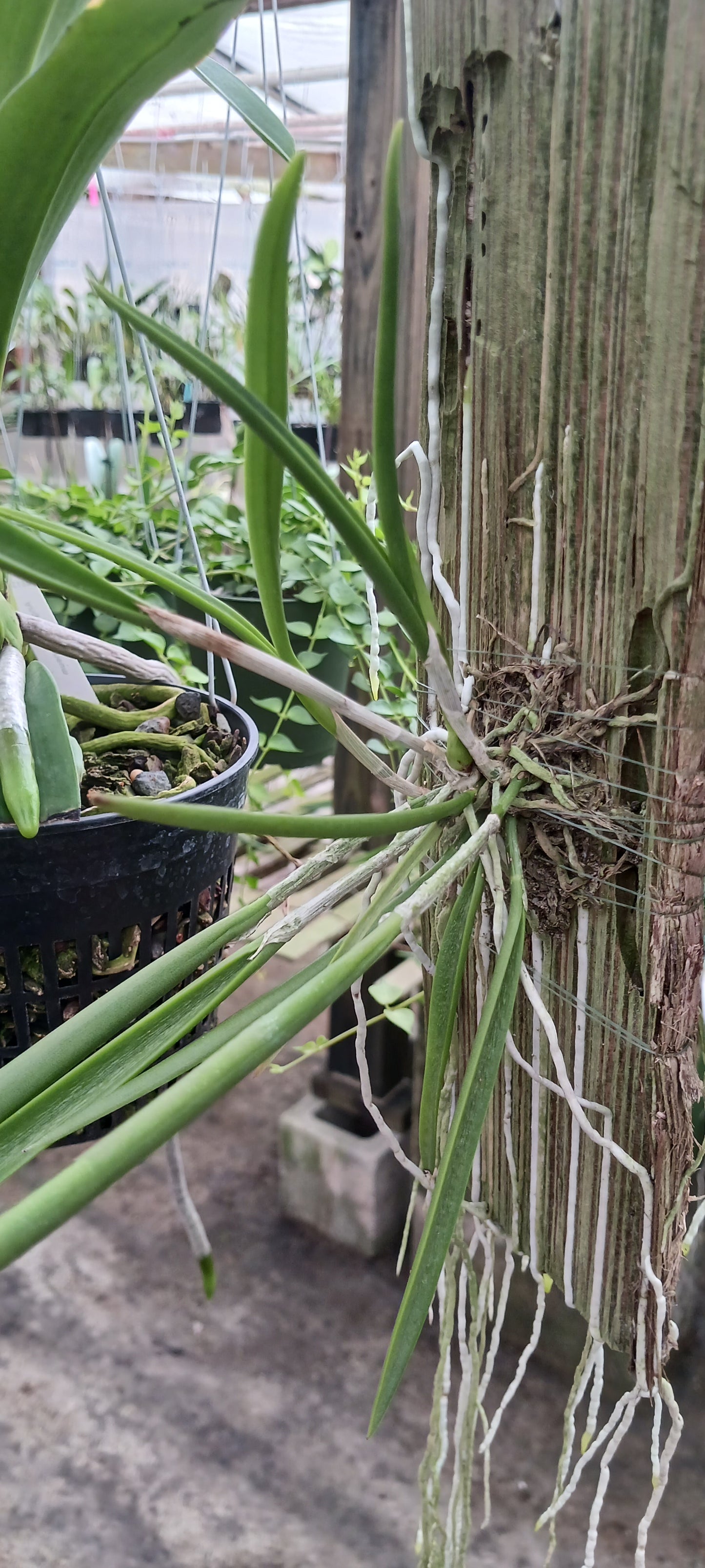 Cattleya Brassavola Yaki x Rl digbyana mounted Tropical Plant