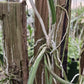 Cattleya Brassavola Yaki x Rl digbyana mounted Tropical Plant
