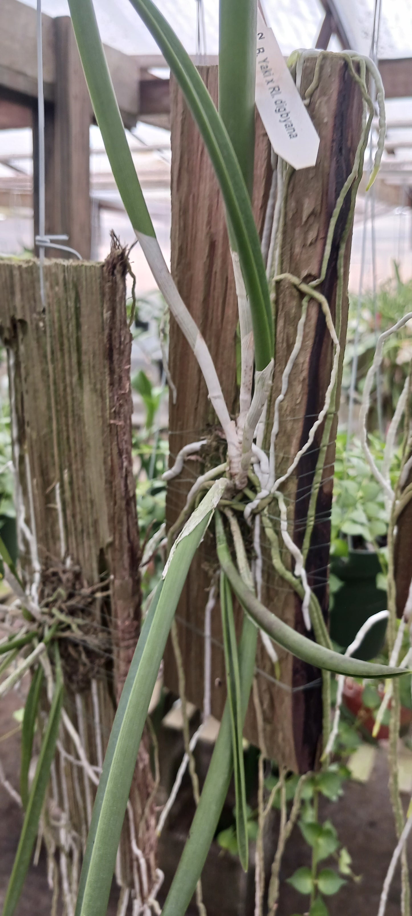 Cattleya Brassavola Yaki x Rl digbyana mounted Tropical Plant
