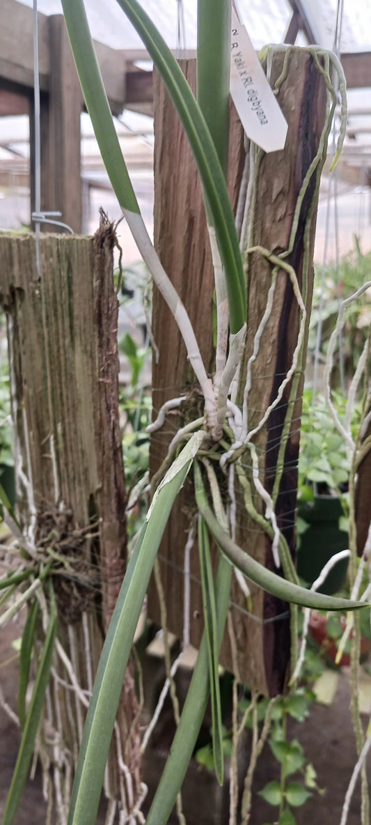 Cattleya Brassavola Yaki x Rl digbyana mounted Tropical Plant