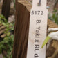 Cattleya Brassavola Yaki x Rl digbyana mounted Tropical Plant