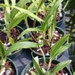 Cattleya BC  in 4 inch pot
