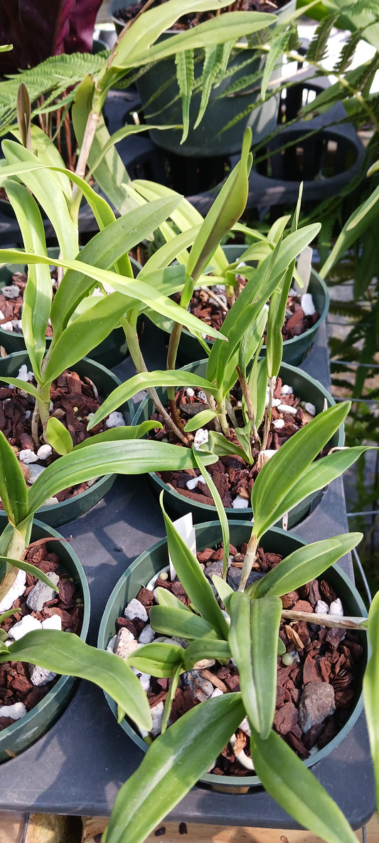 Cattleya BC  in 4 inch pot